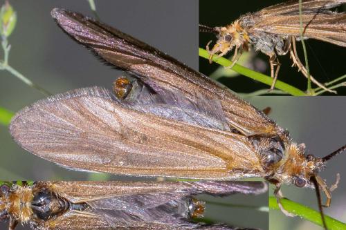 Sericostoma sp.